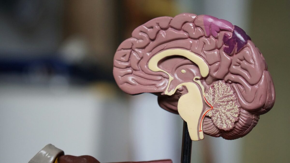 Anatomisches Modell eines menschlichen Gehirns im Längsschnitt
